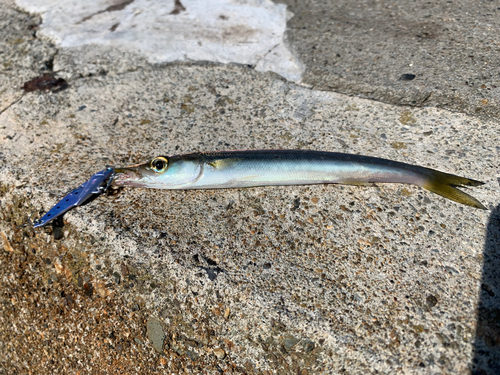 カマスの釣果