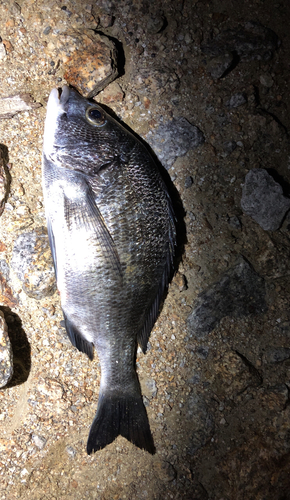 チヌの釣果