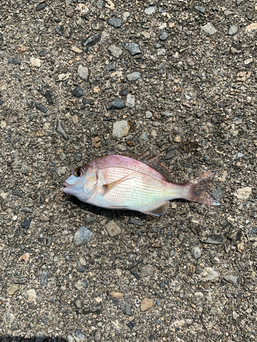 コダイの釣果