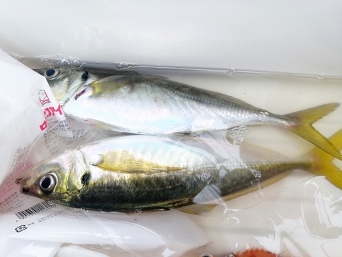 シマアジの釣果