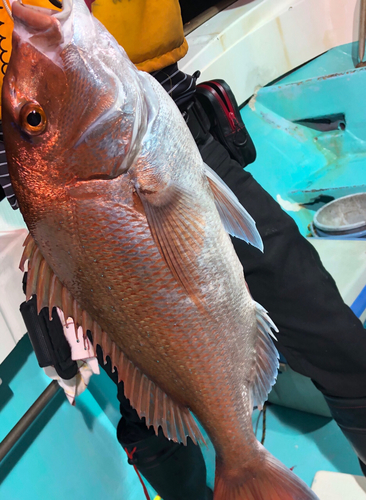 ケンサキイカの釣果