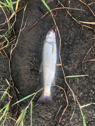 ウグイの釣果