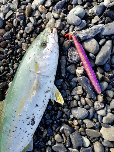 ワカシの釣果