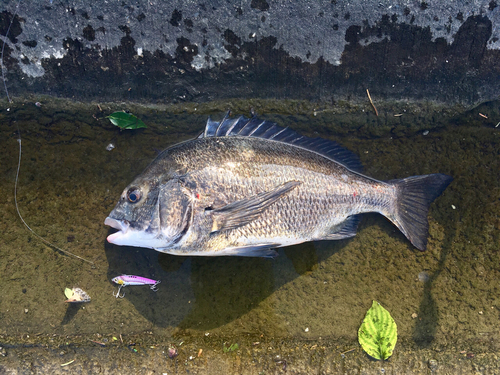 クロダイの釣果