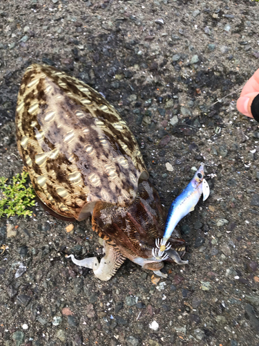 コウイカの釣果