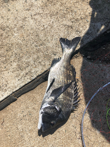 チヌの釣果