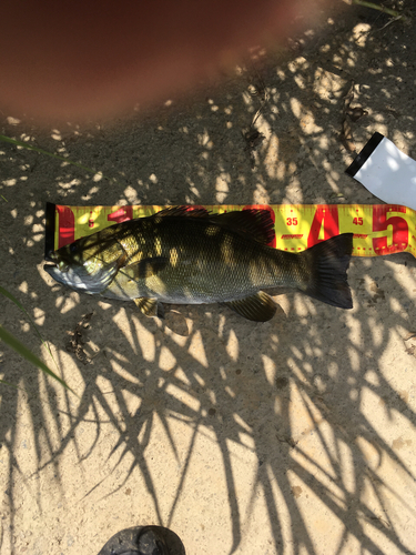 スモールマウスバスの釣果