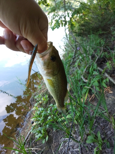 ブラックバスの釣果