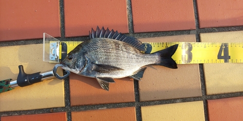 クロダイの釣果