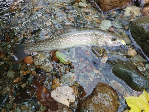 イワナの釣果