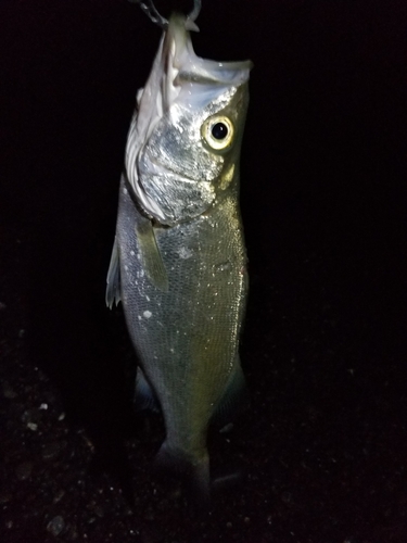 スズキの釣果