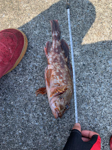 カサゴの釣果