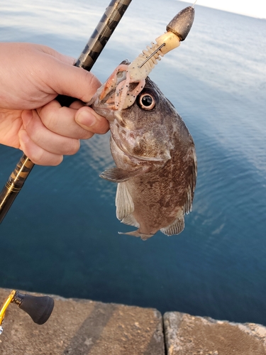 クロソイの釣果