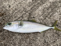 ワカシの釣果