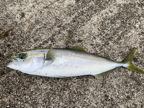 ワカシの釣果