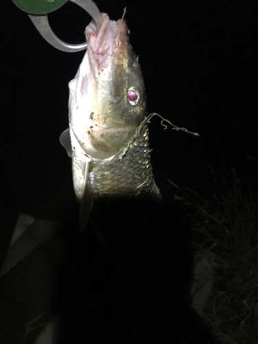 ニゴイの釣果