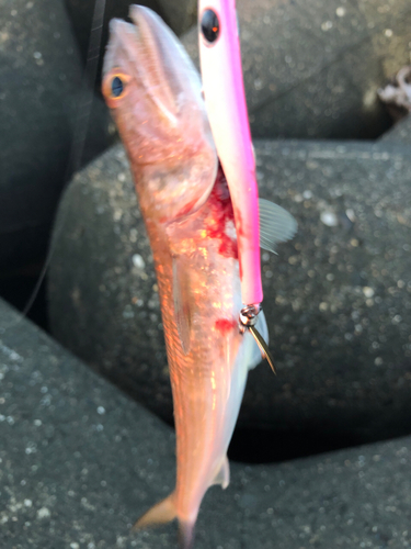 ハゼの釣果