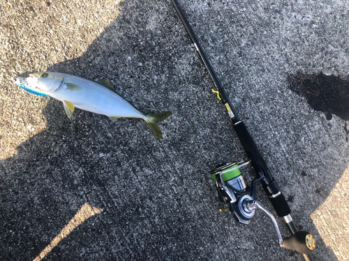 ツバスの釣果