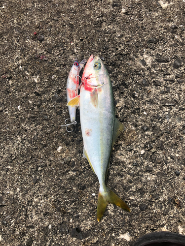 ツバスの釣果