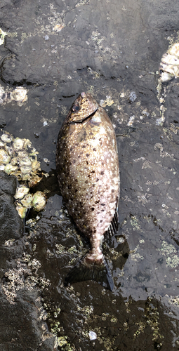 アイゴの釣果