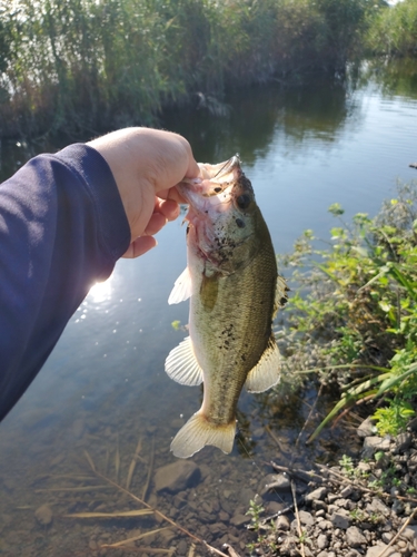 釣果