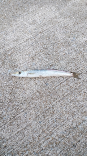 カマスの釣果