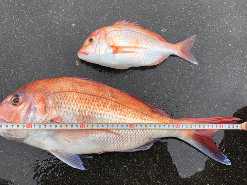 マダイの釣果