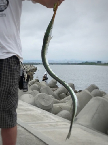 ダツの釣果