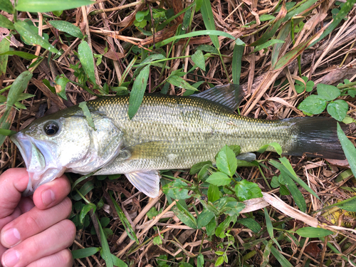 ラージマウスバスの釣果