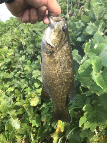 スモールマウスバスの釣果