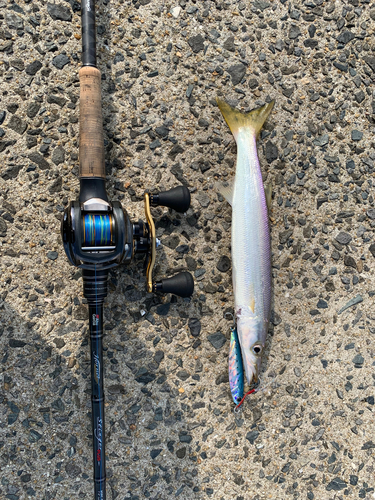 カマスの釣果