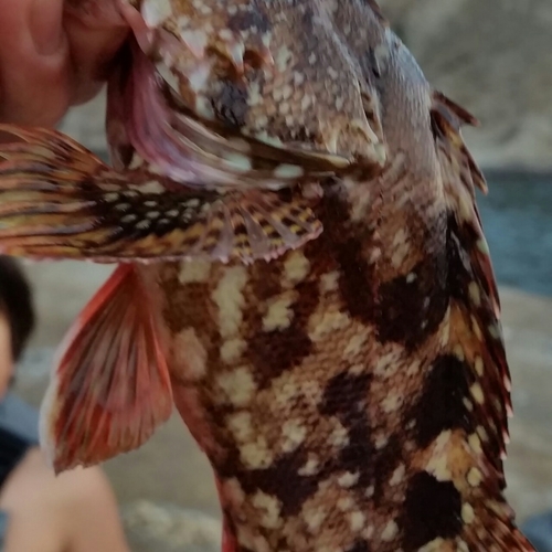 カサゴの釣果