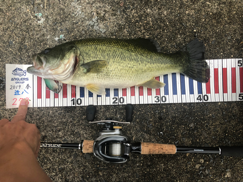 ブラックバスの釣果