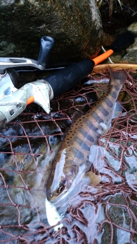 アマゴの釣果