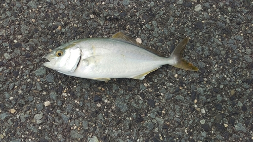 ショゴの釣果