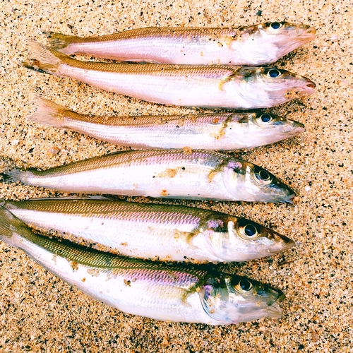 キスの釣果