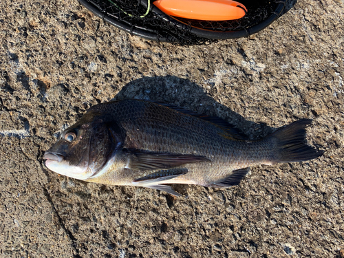 チヌの釣果