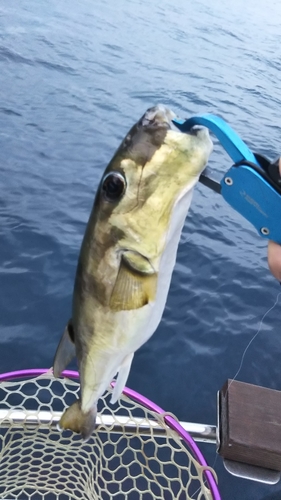 シロサバフグの釣果