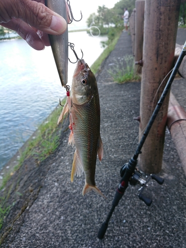 ハスの釣果