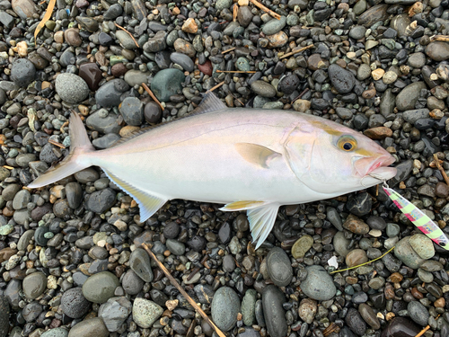 カンパチの釣果