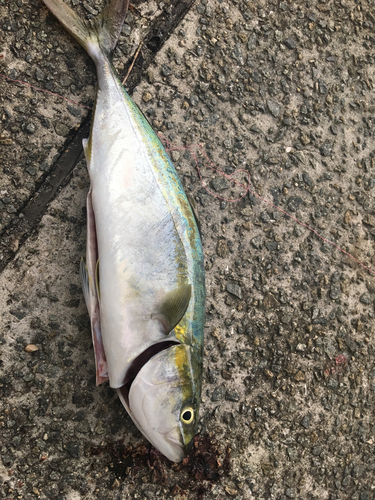 ハマチの釣果