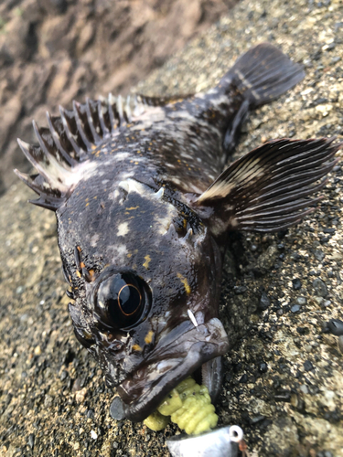 オウゴンムラソイの釣果