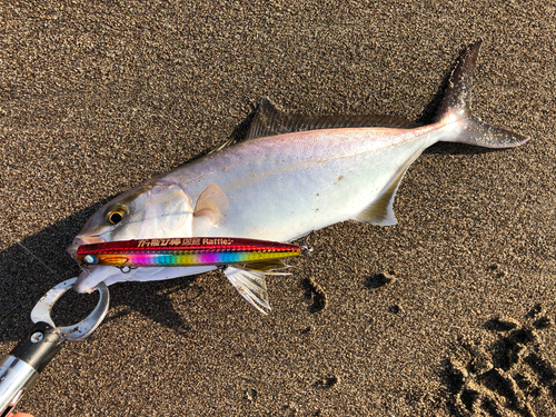 ショゴの釣果