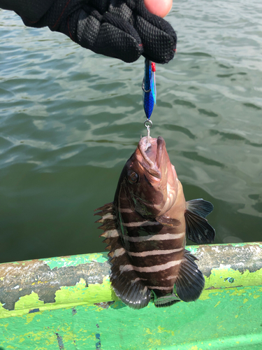 ナマズの釣果