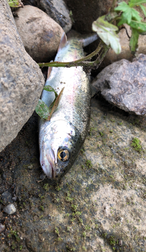 ニジマスの釣果