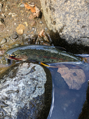 ニジマスの釣果