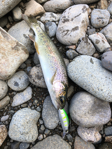 ニジマスの釣果