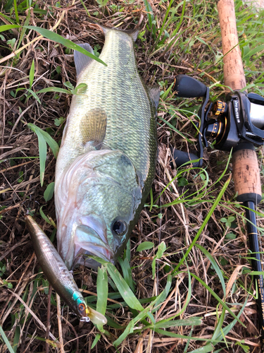 ブラックバスの釣果