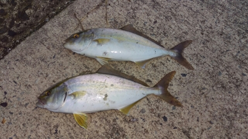 ショゴの釣果