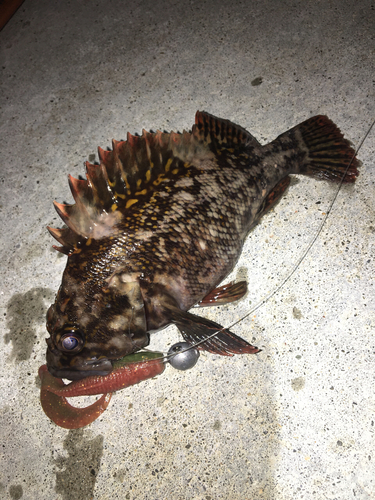 オウゴンムラソイの釣果